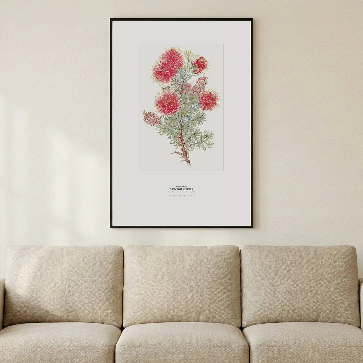 Crimson Kunzea Botanical Art Print - Birch & Banksia