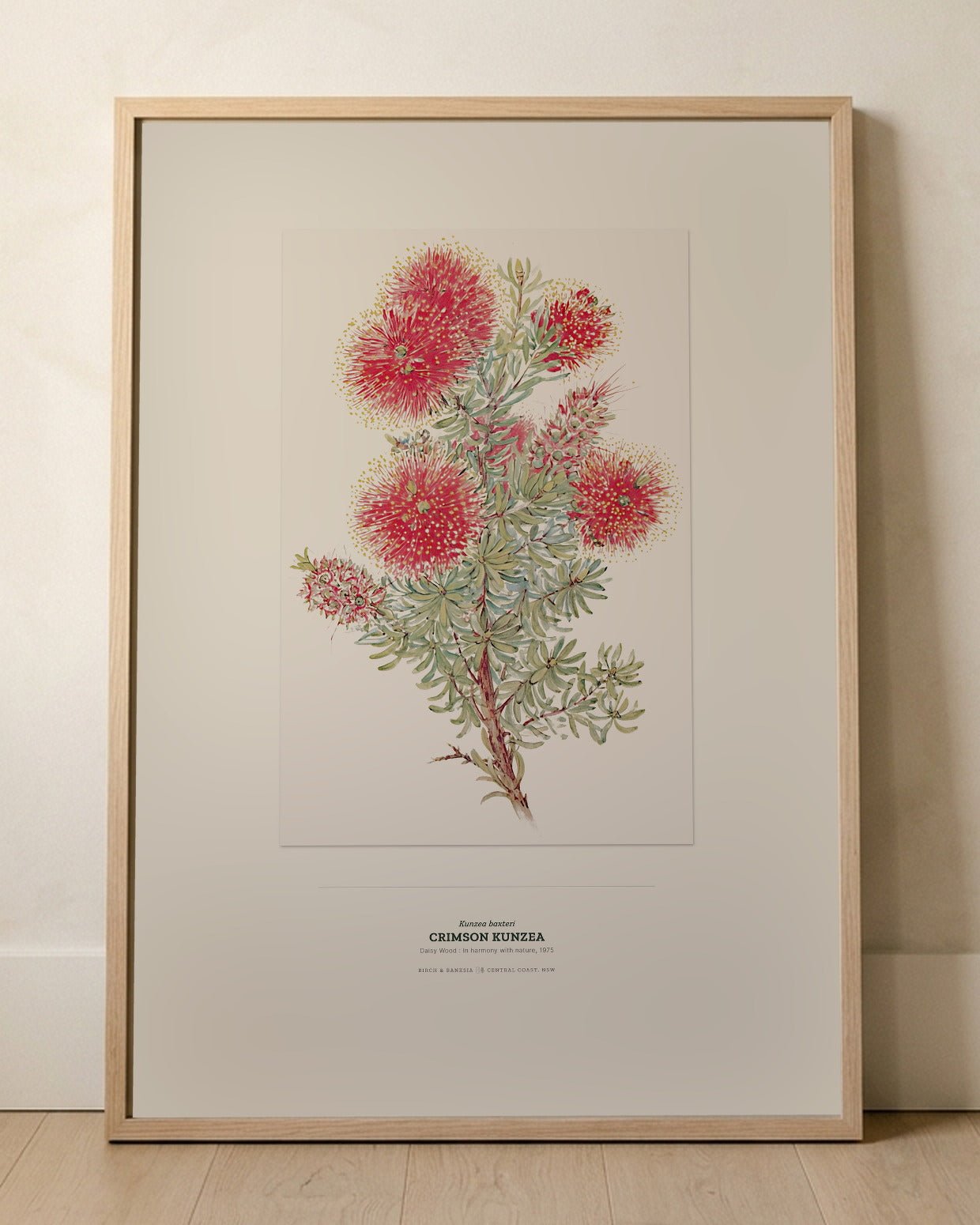 Crimson Kunzea Botanical Art Print - Birch & Banksia