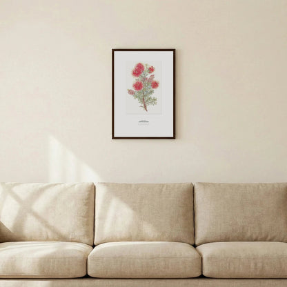 Crimson Kunzea Botanical Art Print - Birch & Banksia
