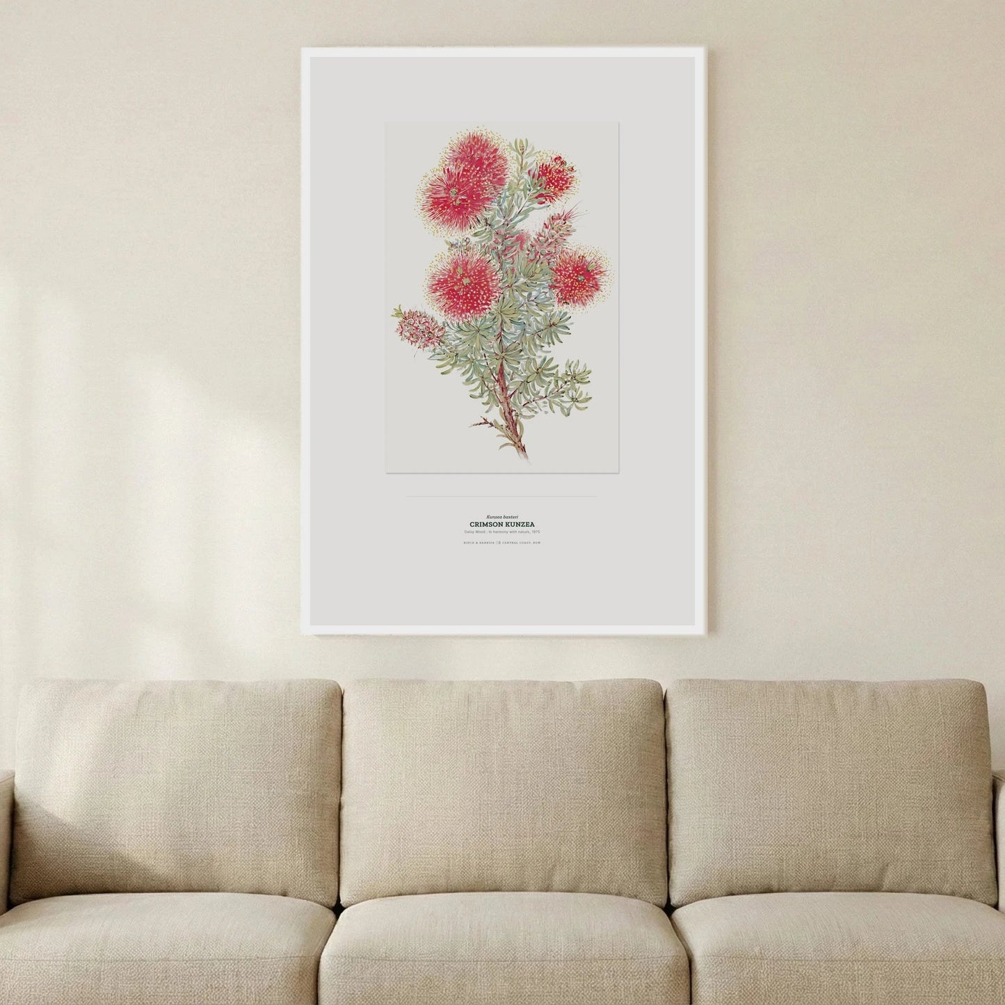 Crimson Kunzea Botanical Art Print - Birch & Banksia