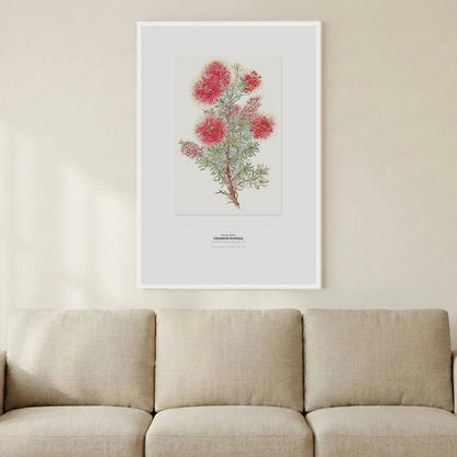 Crimson Kunzea Botanical Art Print - Birch & Banksia