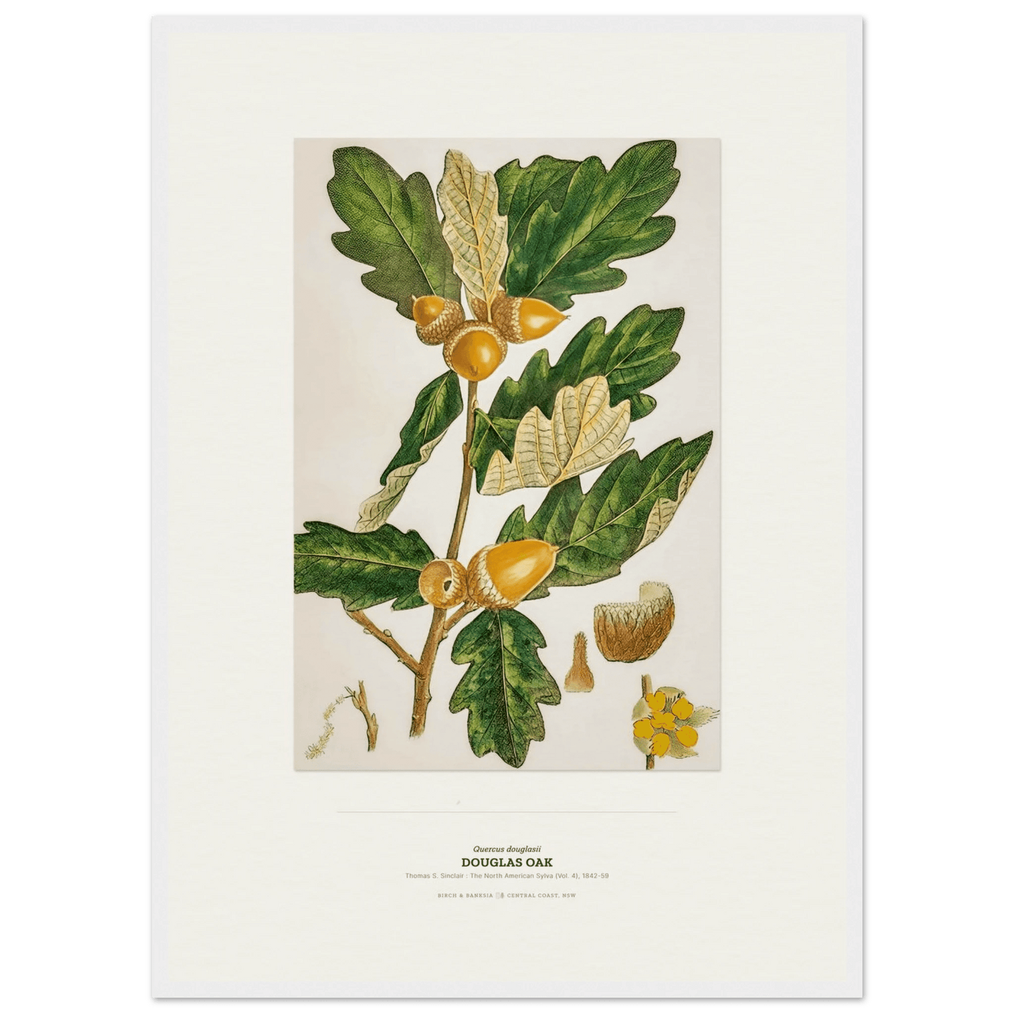 Douglas Oak Botanical Art Print - Birch & Banksia