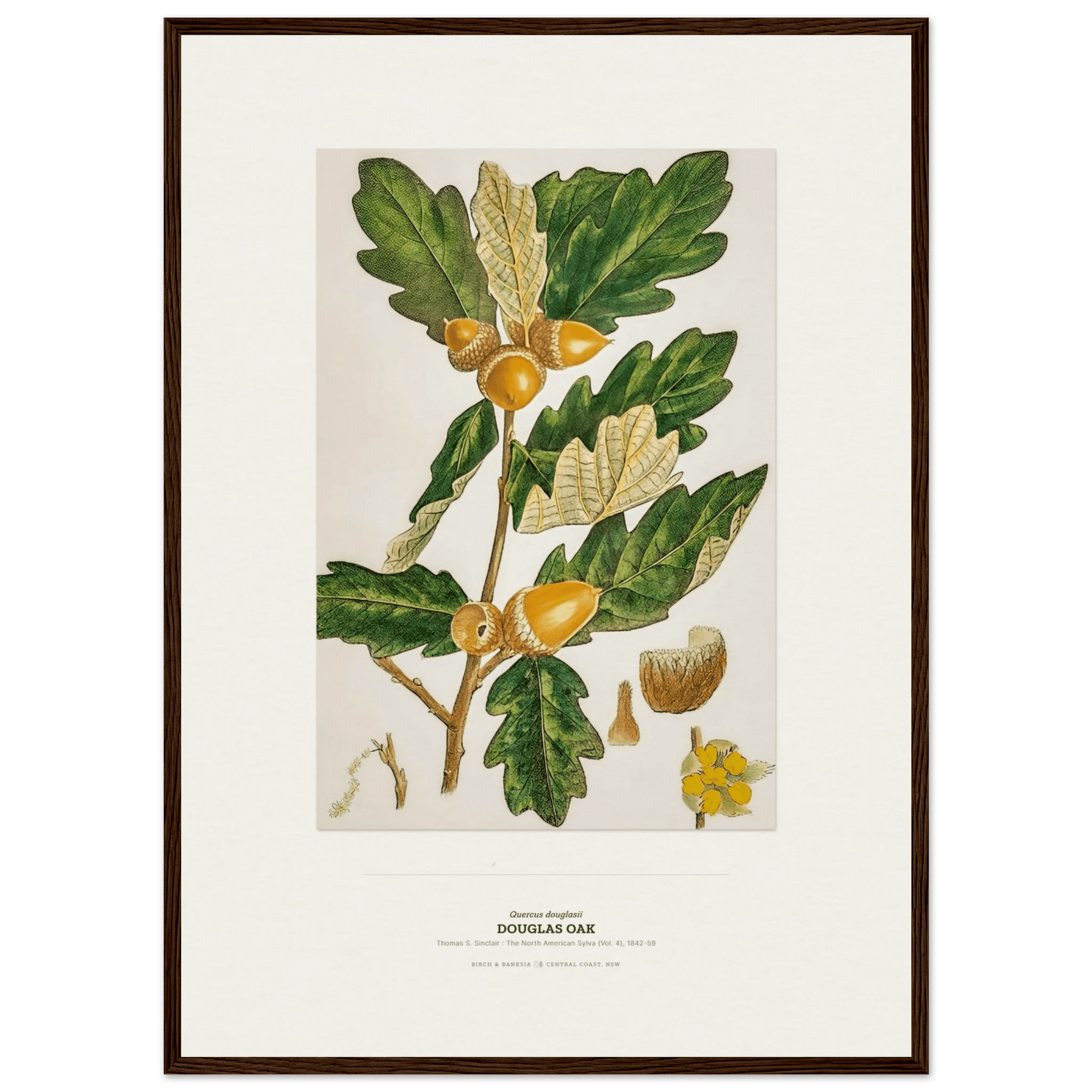 Douglas Oak Botanical Art Print - Birch & Banksia