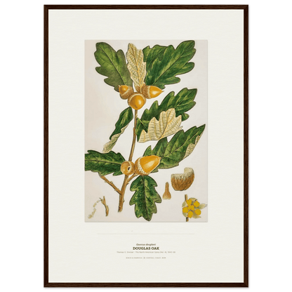 Douglas Oak Botanical Art Print - Birch & Banksia