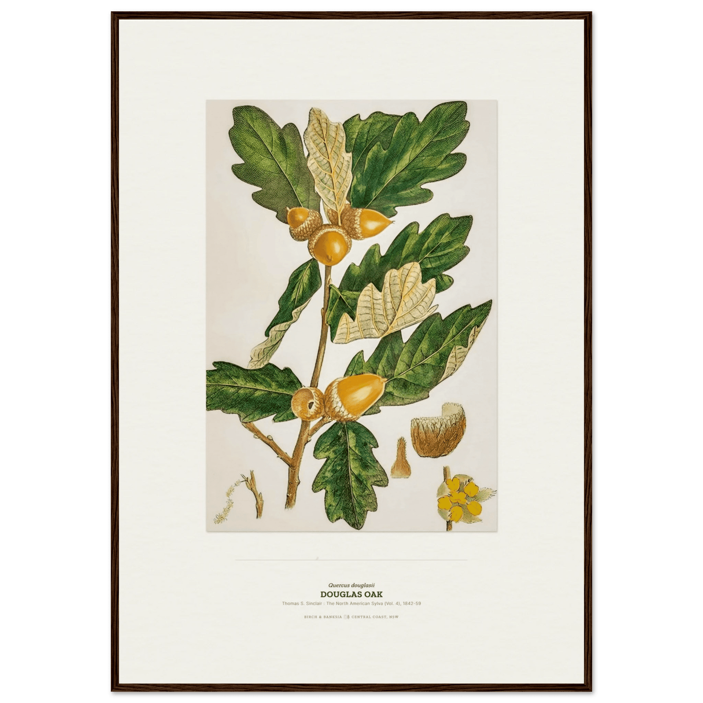 Douglas Oak Botanical Art Print - Birch & Banksia