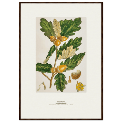 Douglas Oak Botanical Art Print - Birch & Banksia