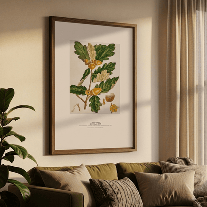 Douglas Oak Botanical Art Print - Birch & Banksia