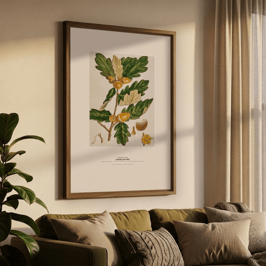 Douglas Oak Botanical Art Print - Birch & Banksia