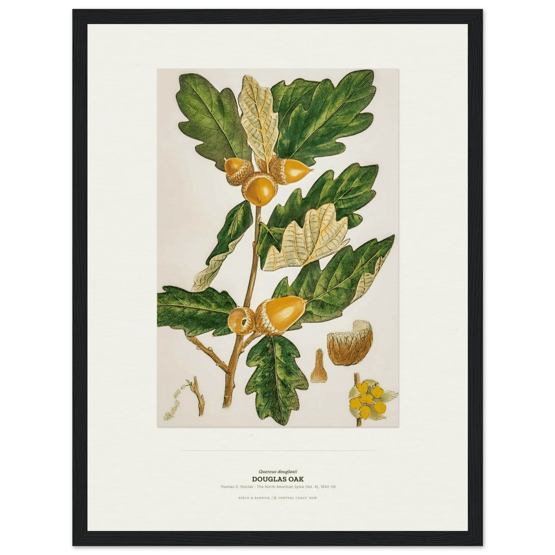 Douglas Oak Botanical Art Print - Birch & Banksia