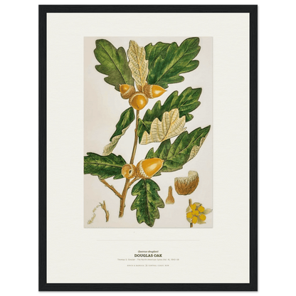 Douglas Oak Botanical Art Print - Birch & Banksia