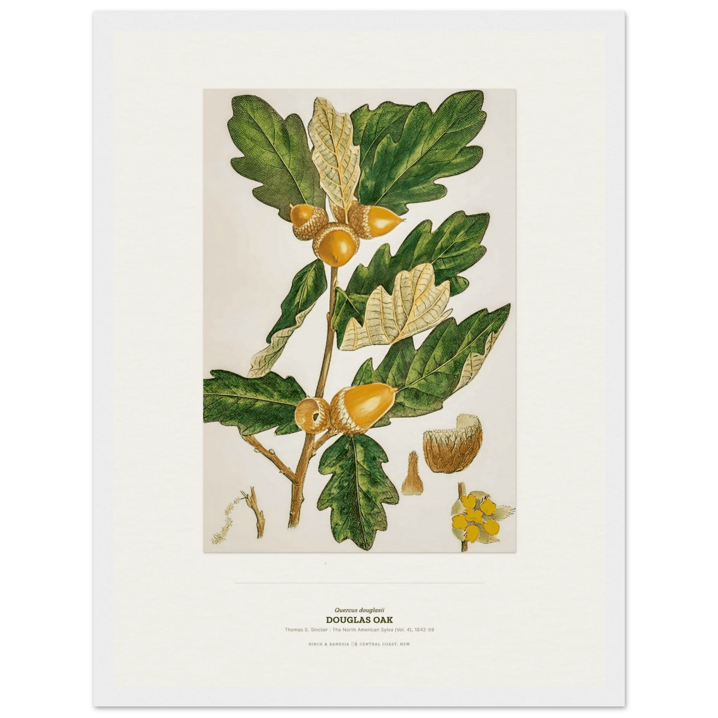 Douglas Oak Botanical Art Print - Birch & Banksia