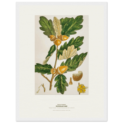 Douglas Oak Botanical Art Print - Birch & Banksia