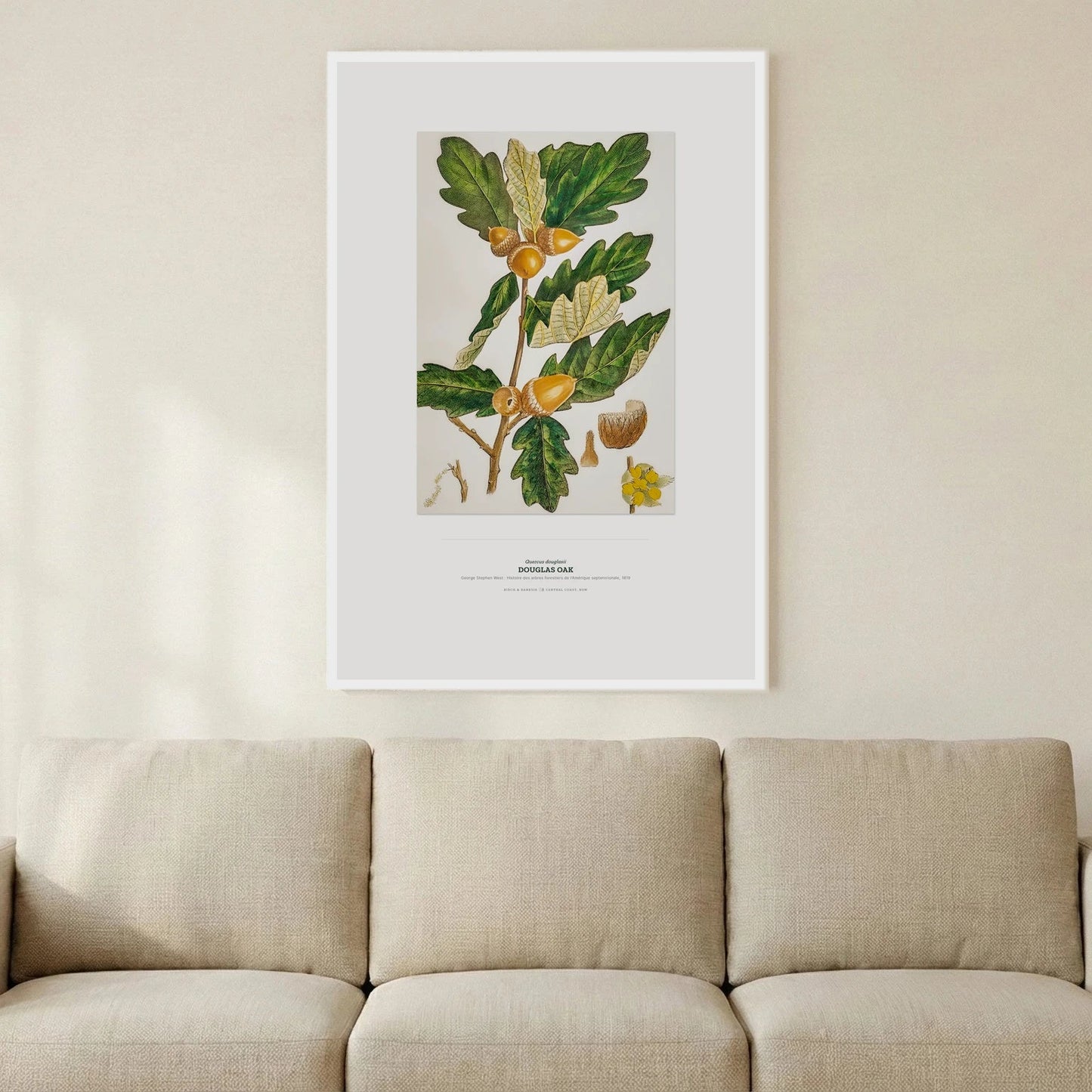Douglas Oak Botanical Art Print - Birch & Banksia
