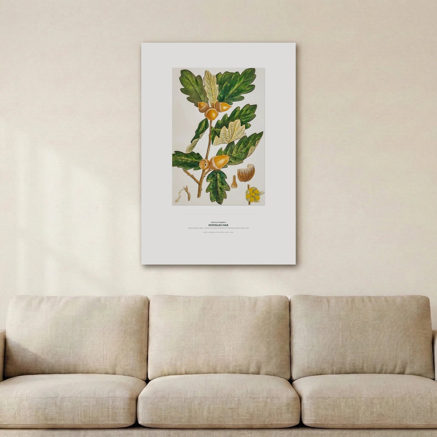 Douglas Oak Botanical Art Print - Birch & Banksia