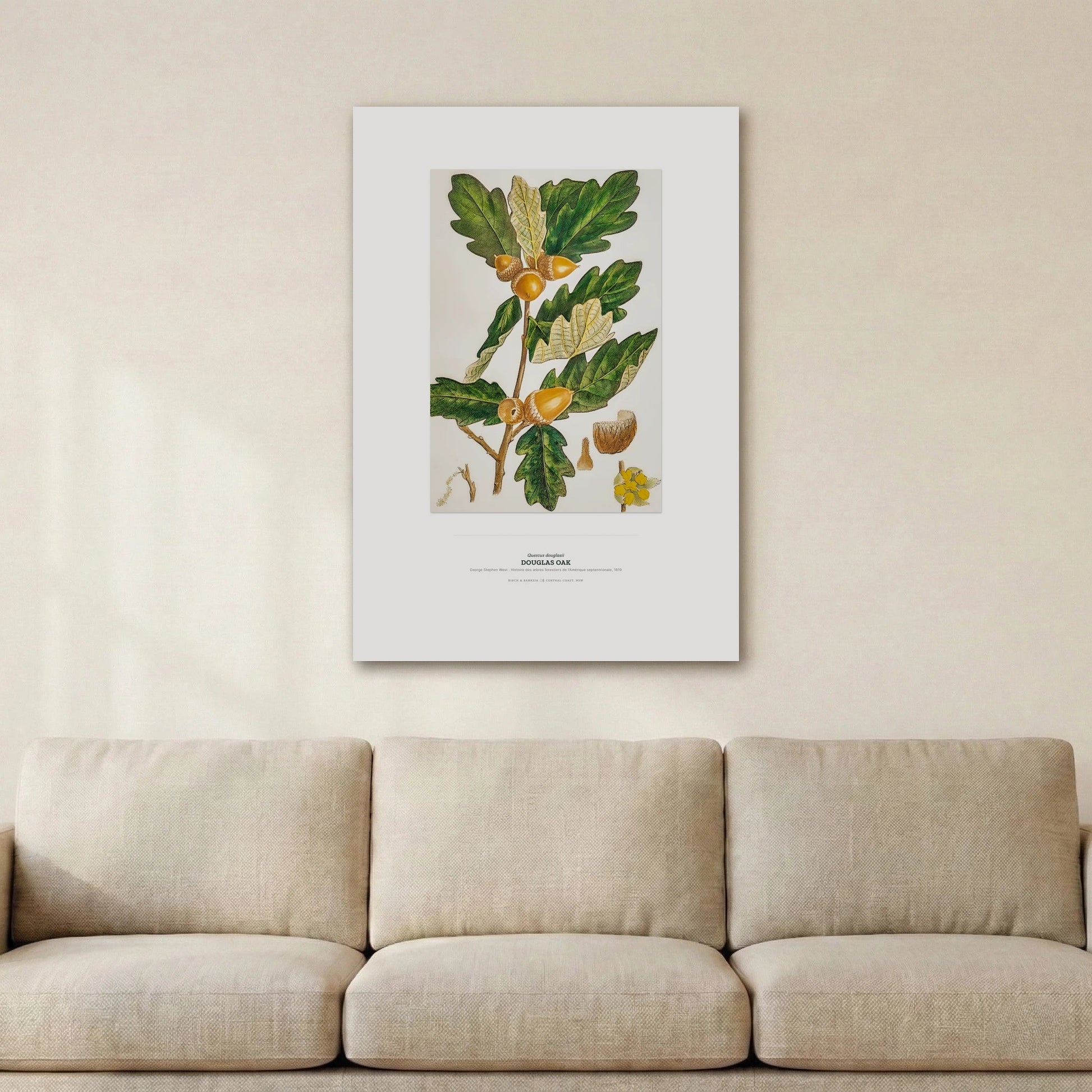 Douglas Oak Botanical Art Print - Birch & Banksia