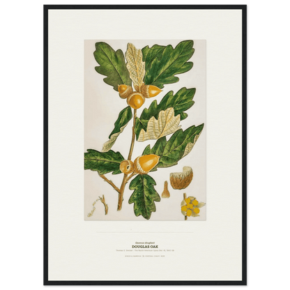 Douglas Oak Botanical Art Print - Birch & Banksia