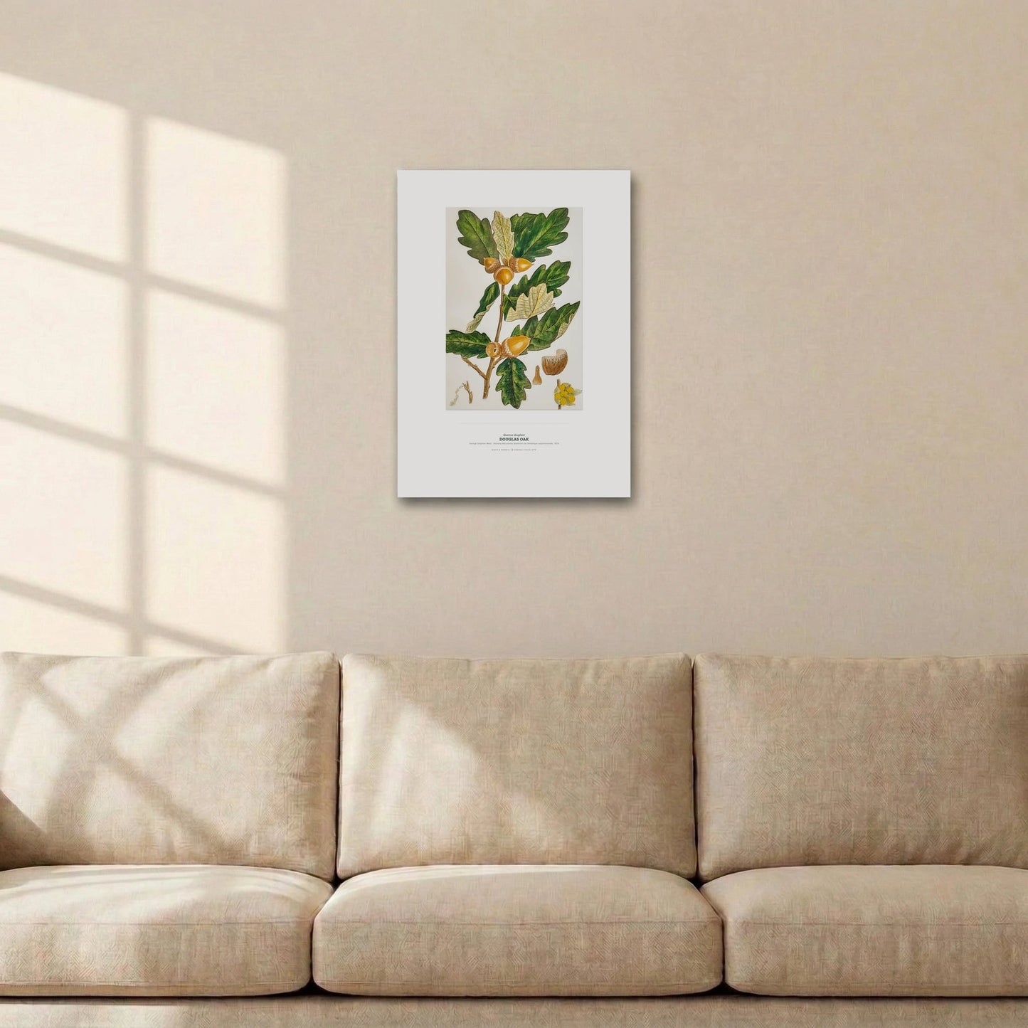 Douglas Oak Botanical Art Print - Birch & Banksia