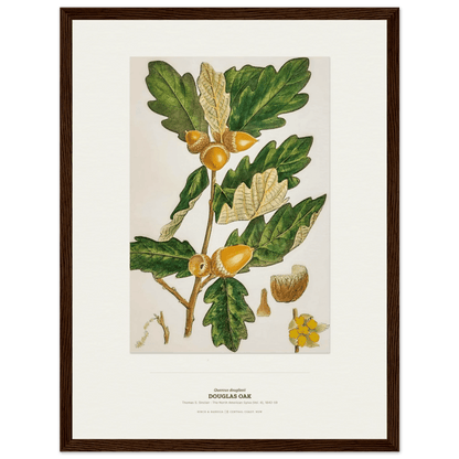 Douglas Oak Botanical Art Print - Birch & Banksia