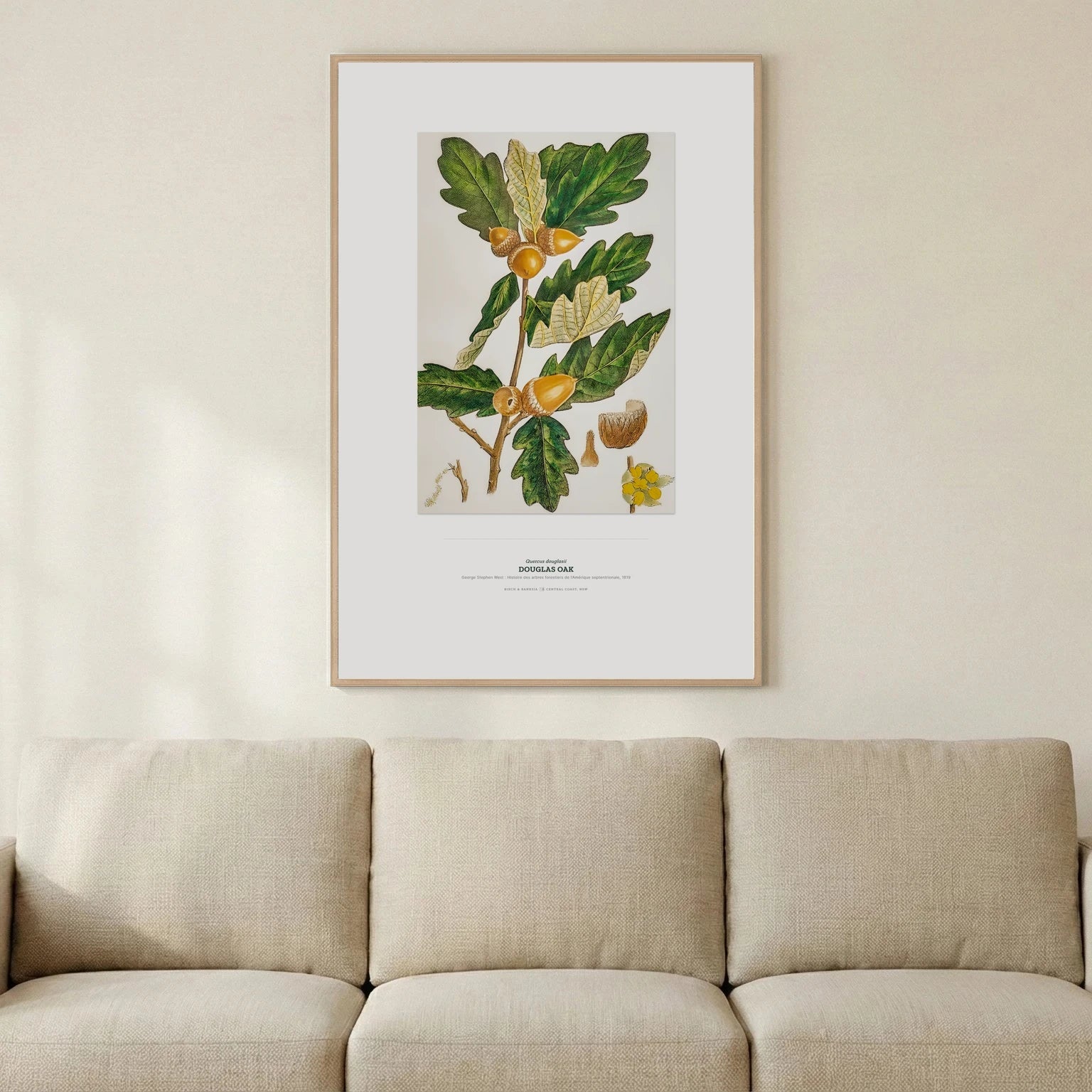 Douglas Oak Botanical Art Print - Birch & Banksia