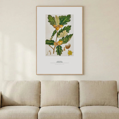 Douglas Oak Botanical Art Print - Birch & Banksia