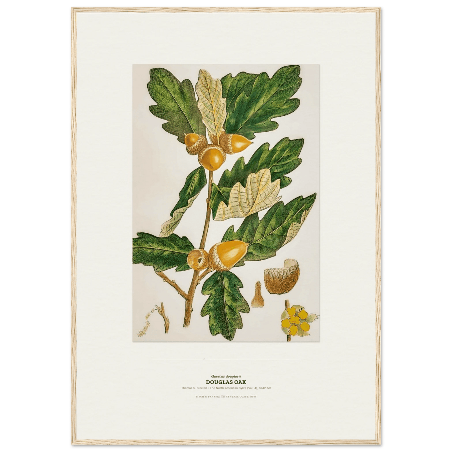 Douglas Oak Botanical Art Print - Birch & Banksia