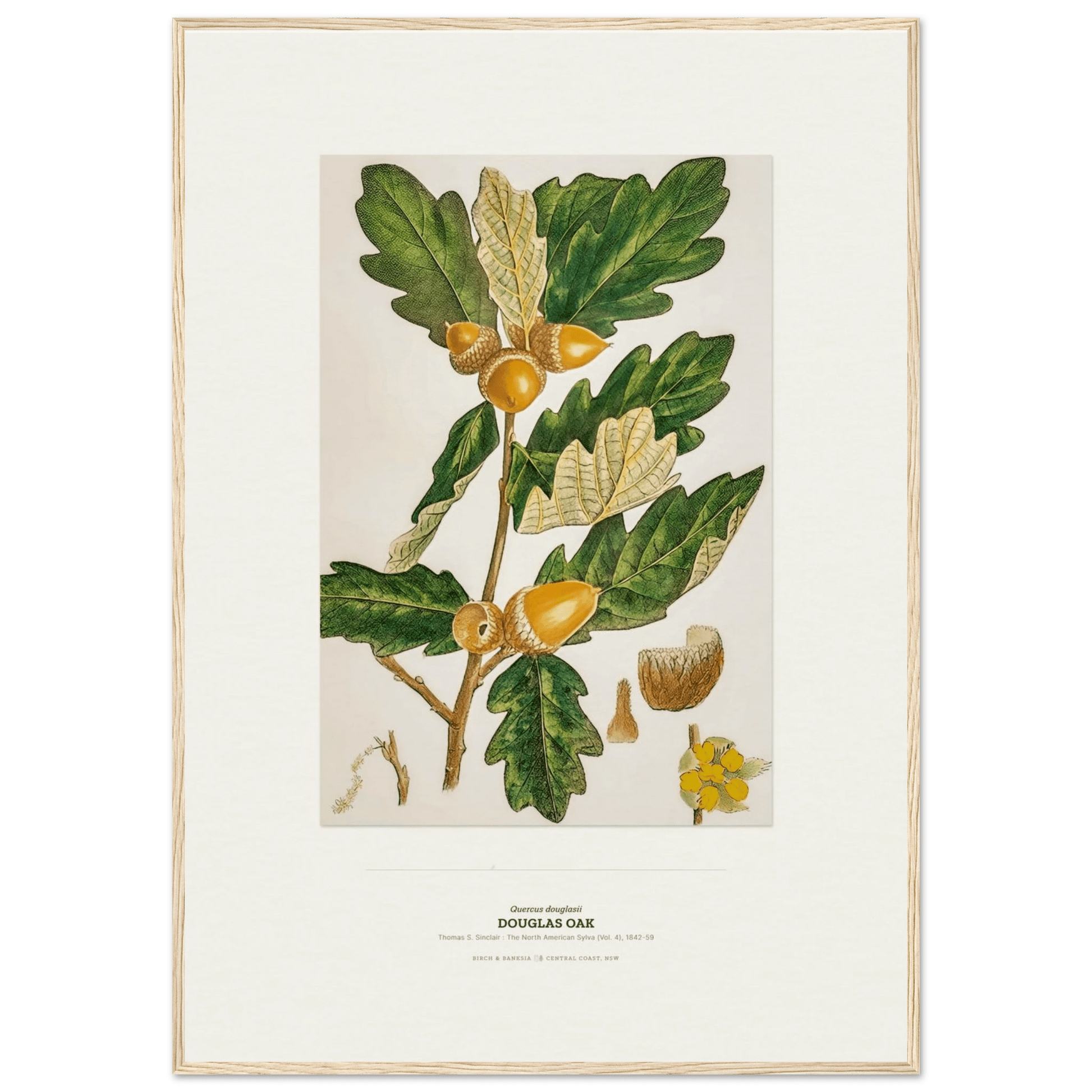Douglas Oak Botanical Art Print - Birch & Banksia