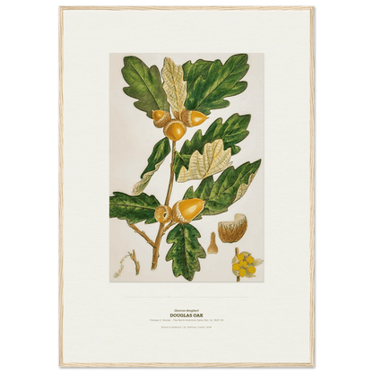Douglas Oak Botanical Art Print - Birch & Banksia