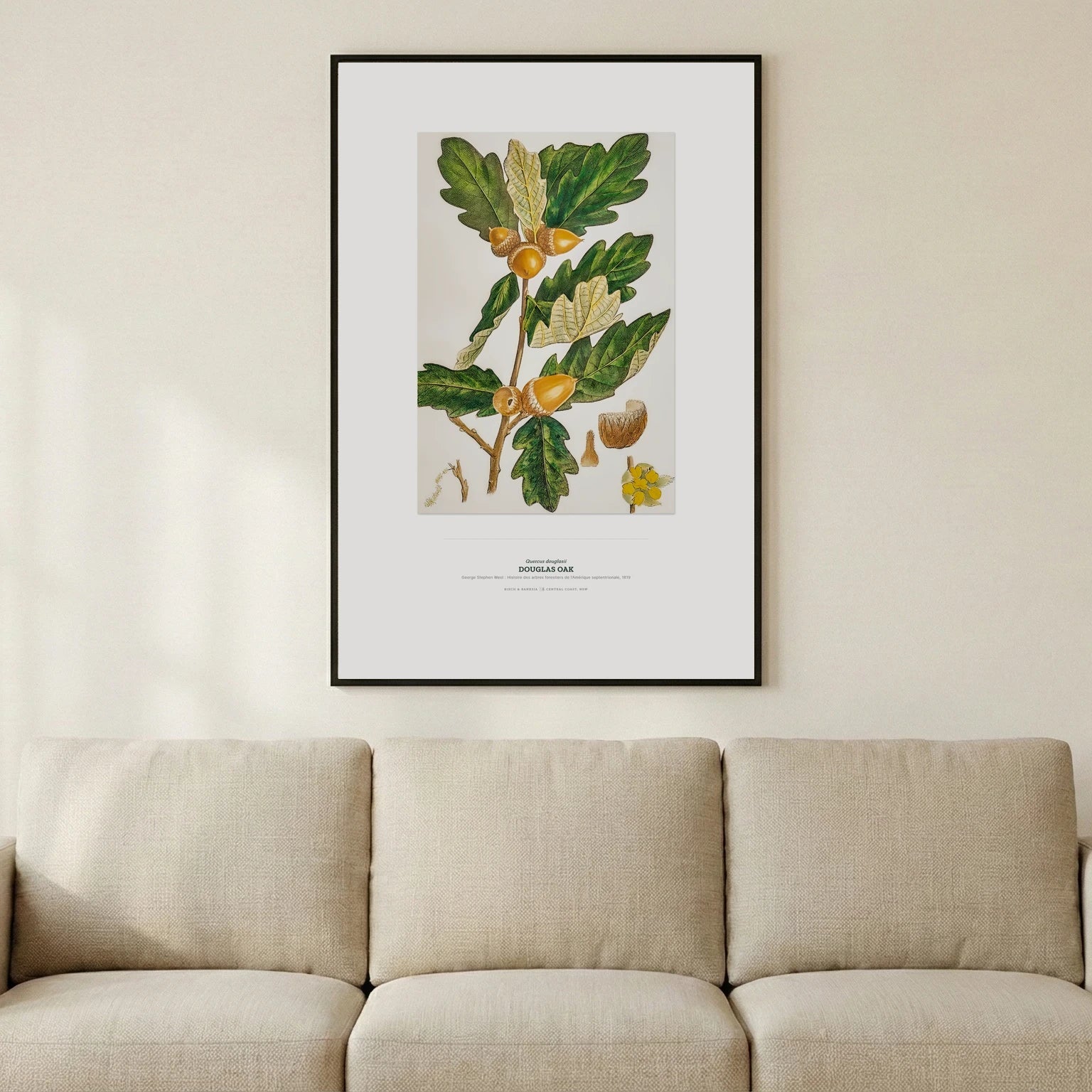 Douglas Oak Botanical Art Print - Birch & Banksia
