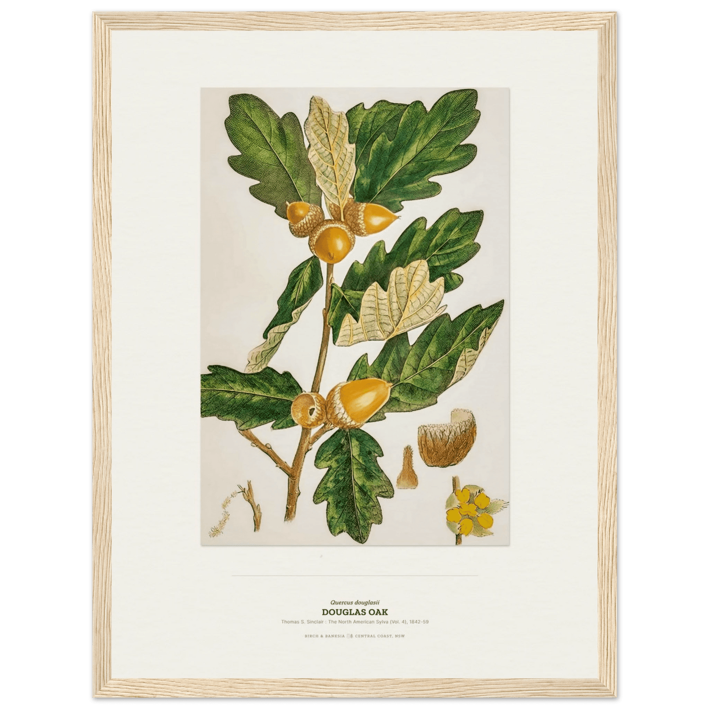 Douglas Oak Botanical Art Print - Birch & Banksia