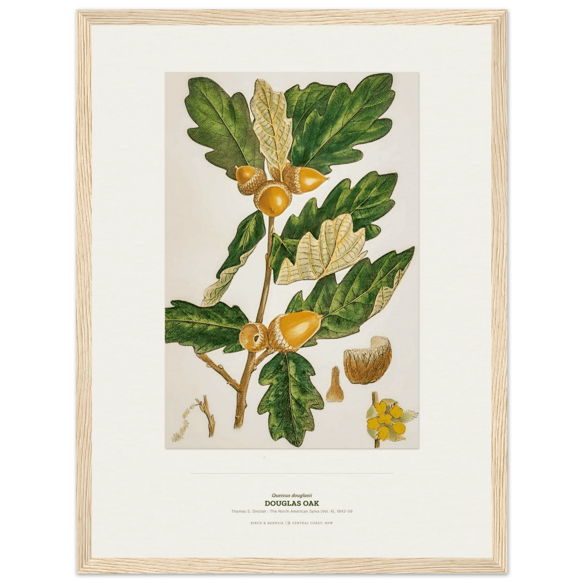 Douglas Oak Botanical Art Print - Birch & Banksia