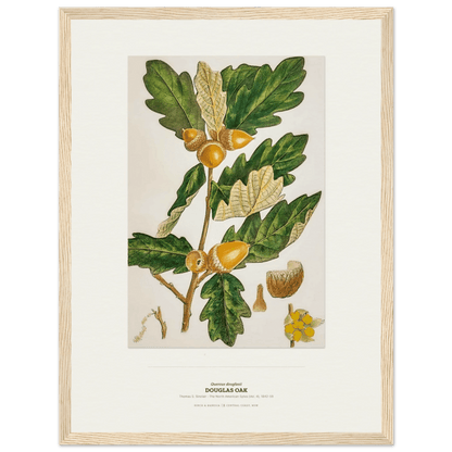 Douglas Oak Botanical Art Print - Birch & Banksia