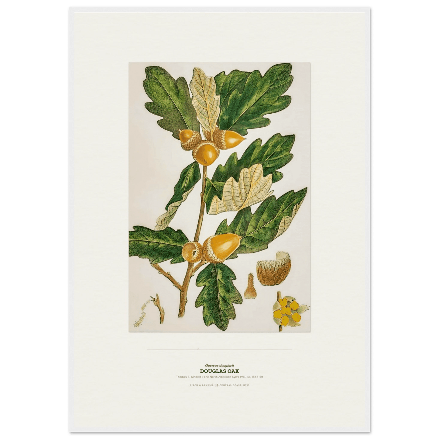 Douglas Oak Botanical Art Print - Birch & Banksia