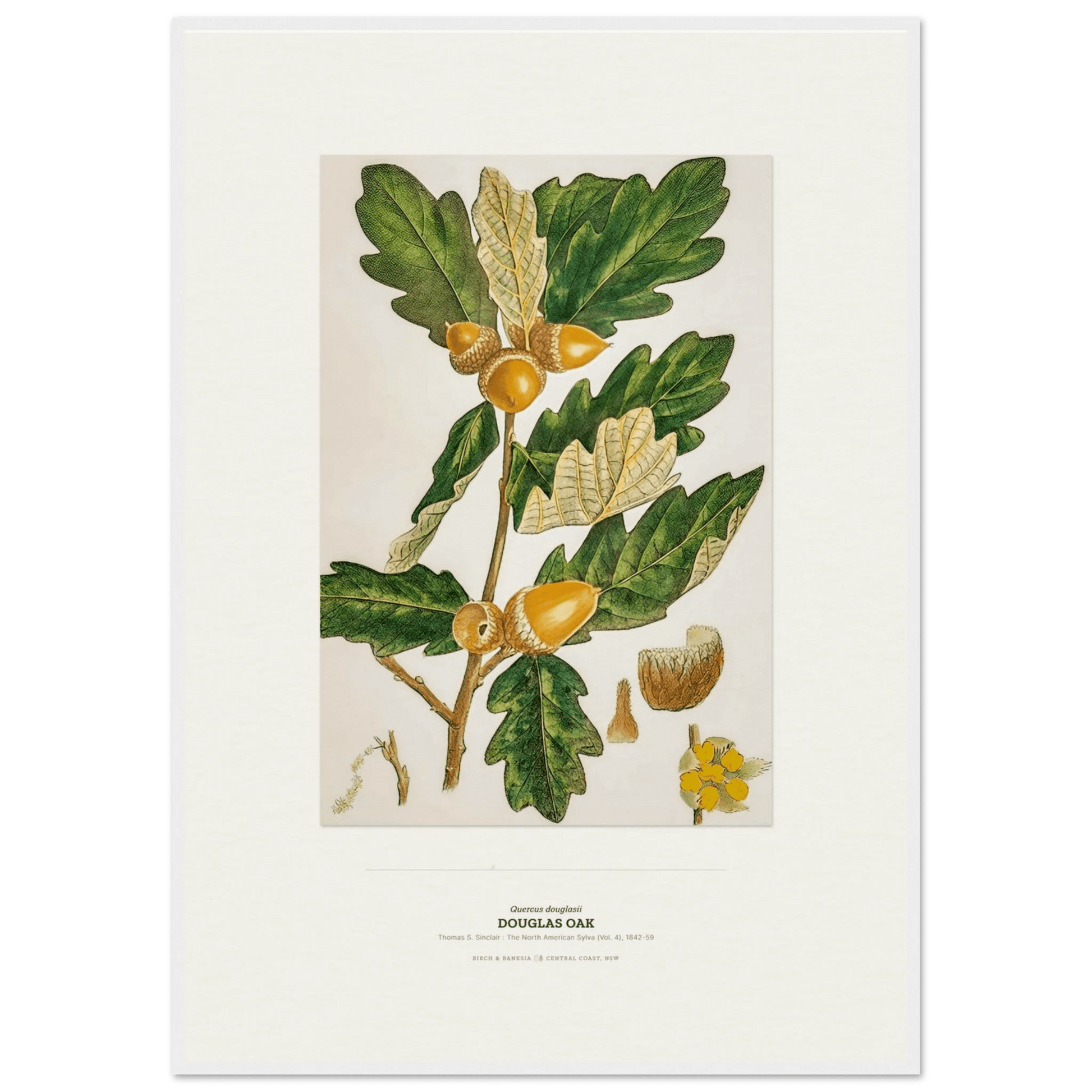Douglas Oak Botanical Art Print - Birch & Banksia