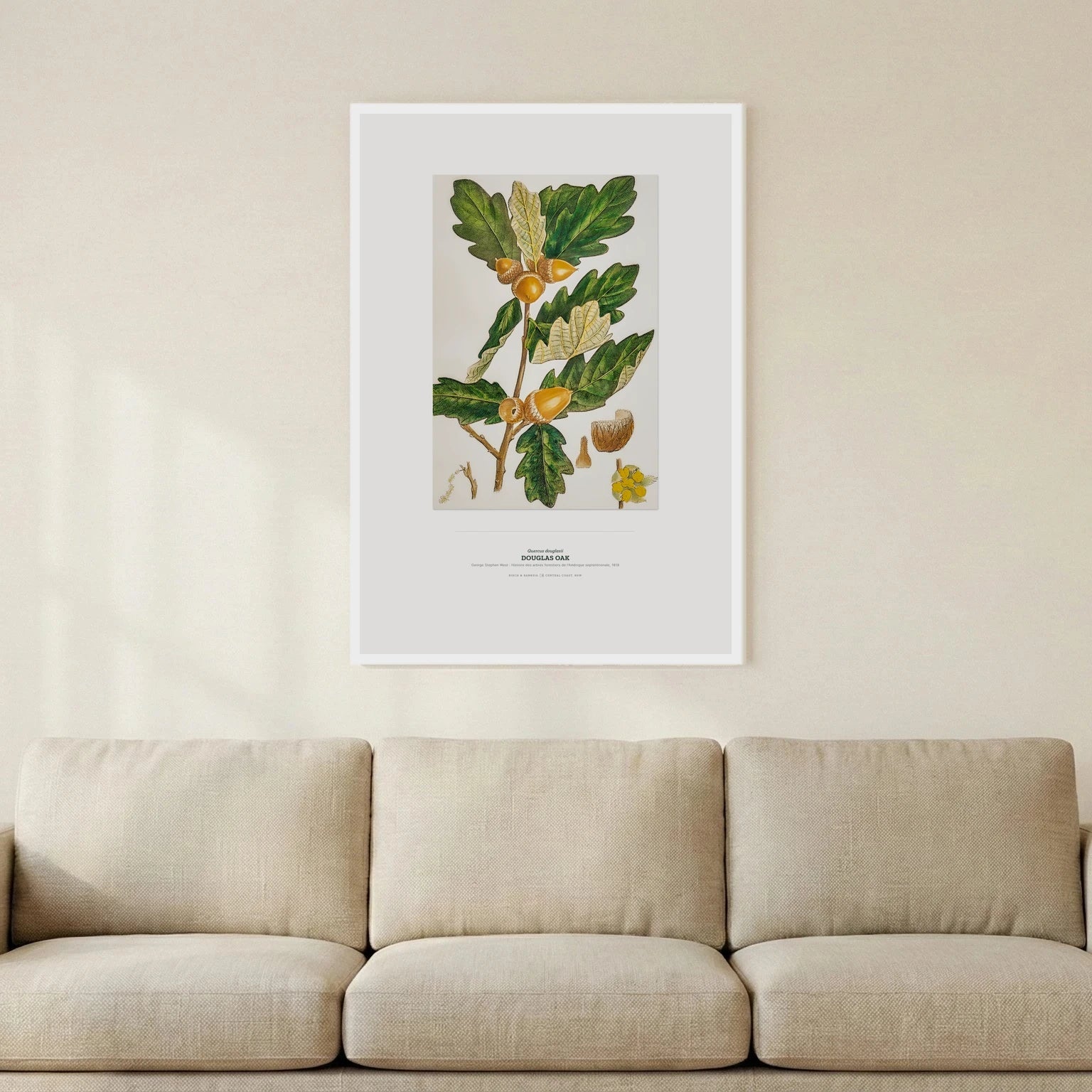 Douglas Oak Botanical Art Print - Birch & Banksia