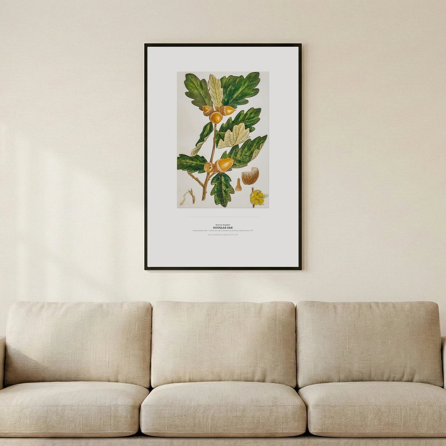 Douglas Oak Botanical Art Print - Birch & Banksia