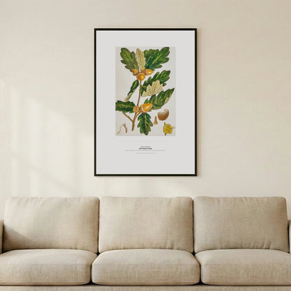 Douglas Oak Botanical Art Print - Birch & Banksia
