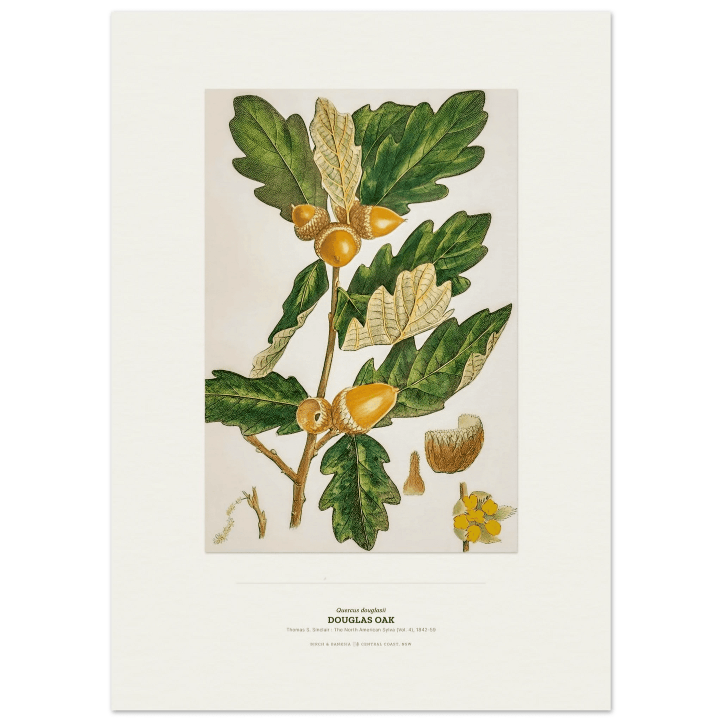 Douglas Oak Botanical Art Print - Birch & Banksia