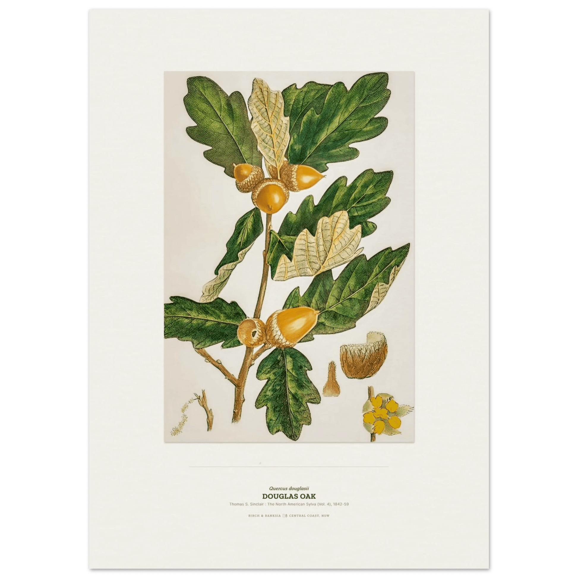 Douglas Oak Botanical Art Print - Birch & Banksia