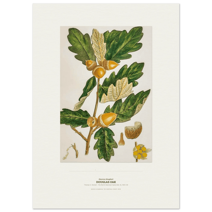 Douglas Oak Botanical Art Print - Birch & Banksia