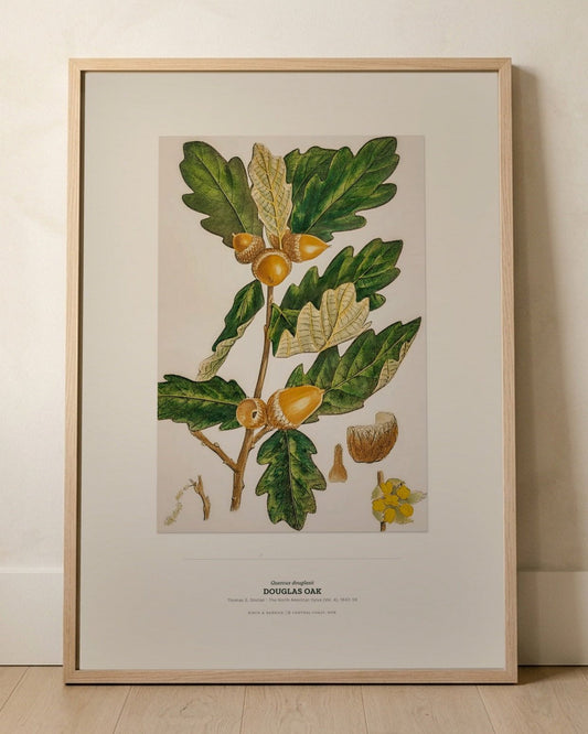 Douglas Oak Botanical Art Print - Birch & Banksia