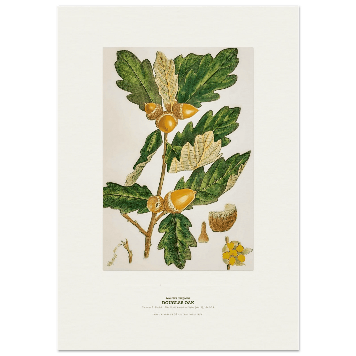 Douglas Oak Botanical Art Print - Birch & Banksia