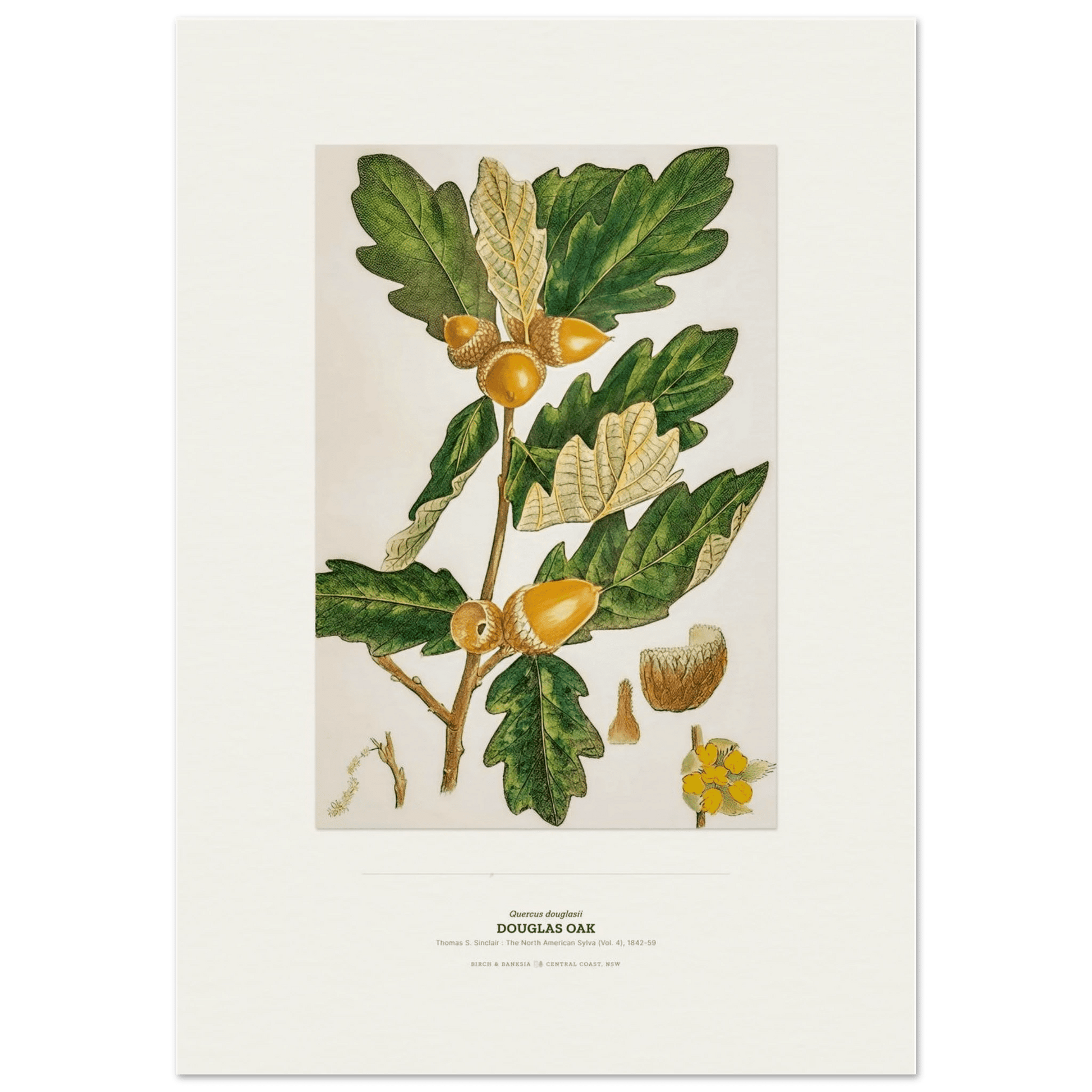Douglas Oak Botanical Art Print - Birch & Banksia