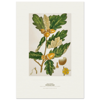 Douglas Oak Botanical Art Print - Birch & Banksia