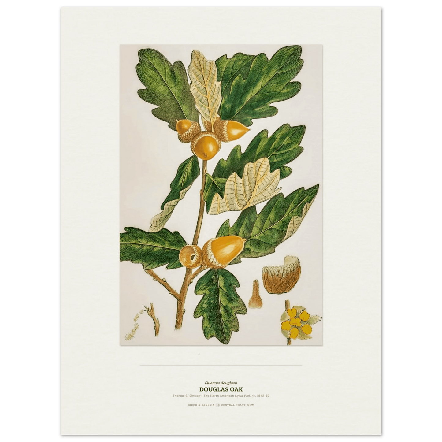 Douglas Oak Botanical Art Print - Birch & Banksia