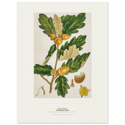 Douglas Oak Botanical Art Print - Birch & Banksia