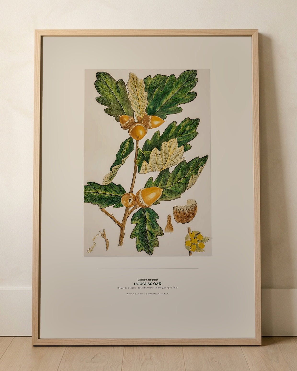 Douglas Oak Botanical Art Print - Birch & Banksia