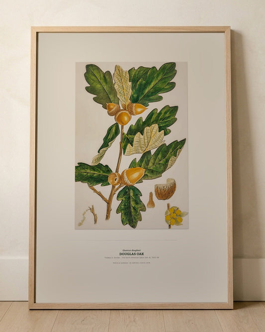 Douglas Oak Botanical Art Print - Birch & Banksia