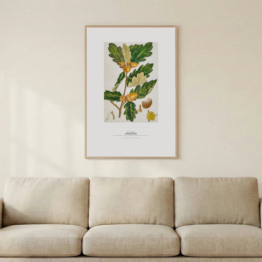 Douglas Oak Botanical Art Print - Birch & Banksia