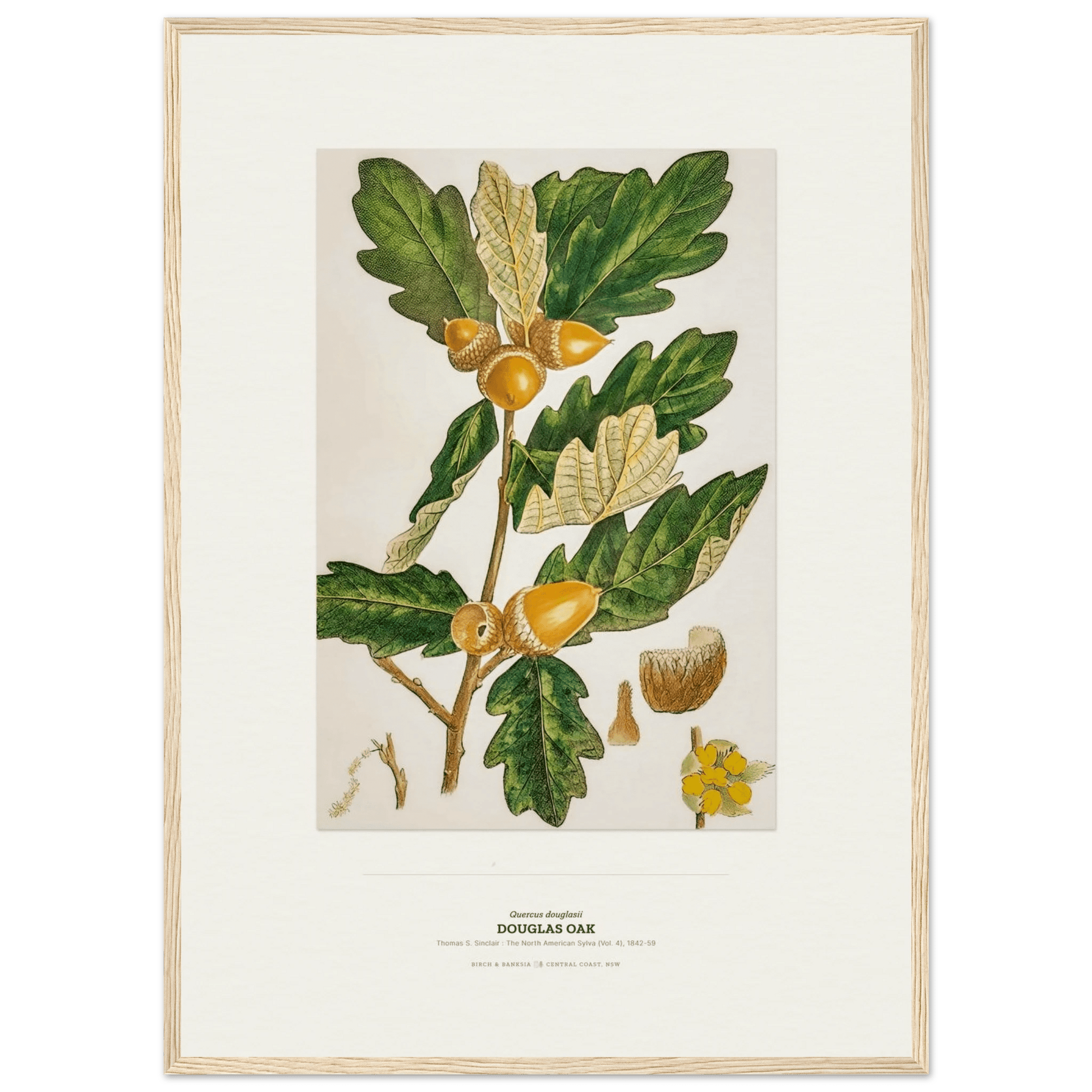 Douglas Oak Botanical Art Print - Birch & Banksia