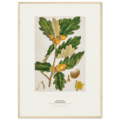 Douglas Oak Botanical Art Print - Birch & Banksia